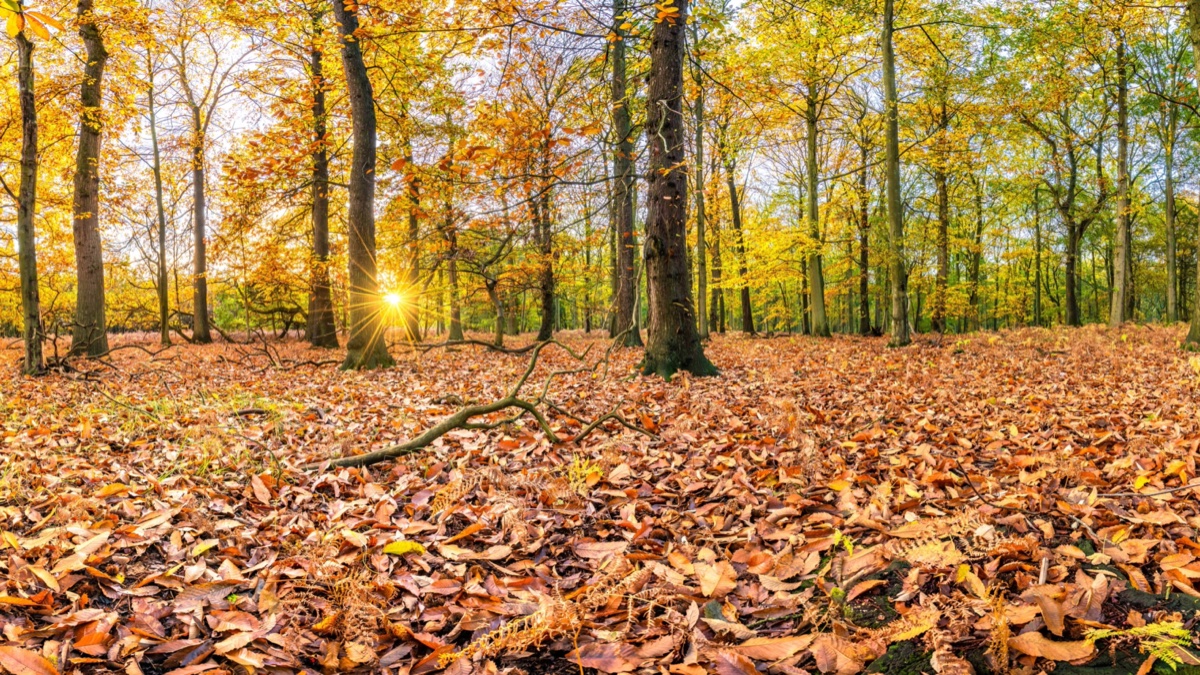 Autumn sun breaking through the trees in Sherwood Forest, with fallen leaves carpeting the ground in Nottinghamshire
