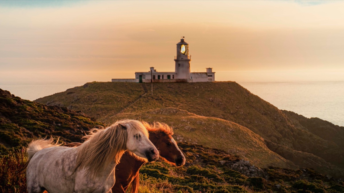 Wild ponies on the headland by Strumble Head lighthouse at sunset, Pembrokeshire