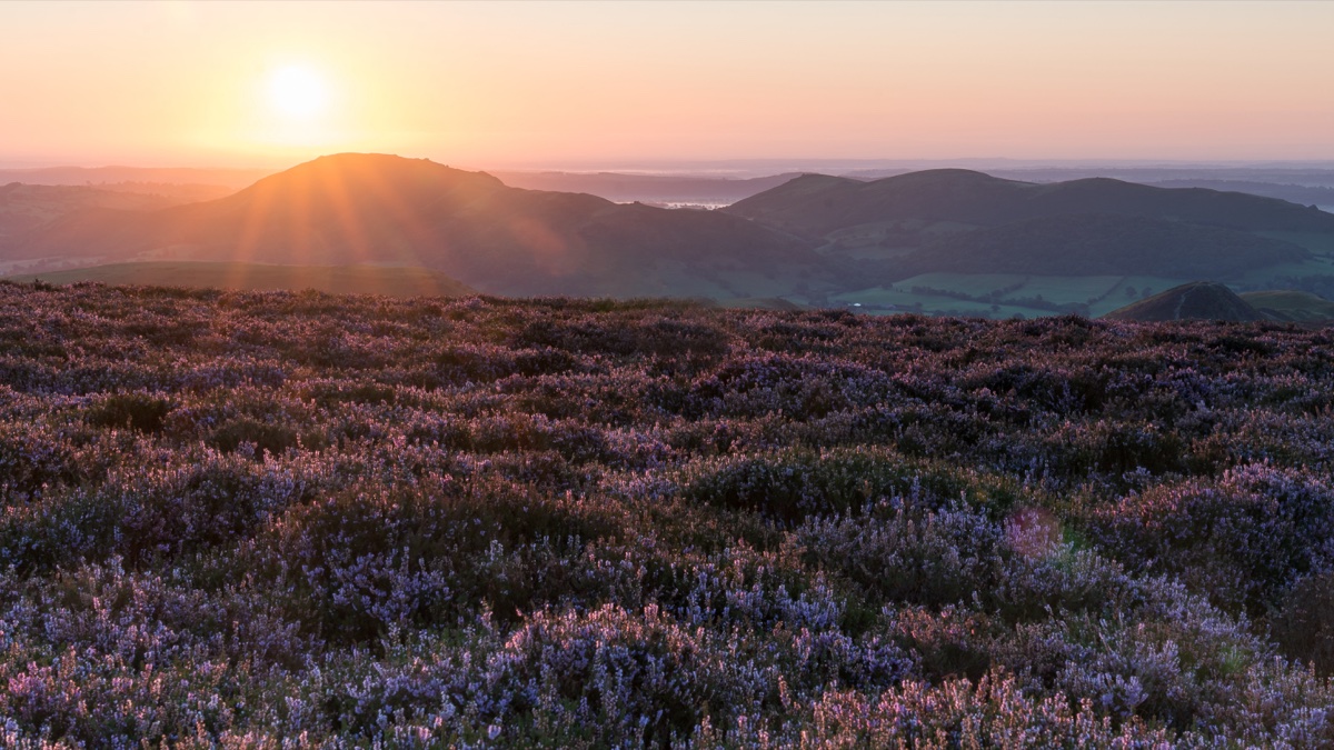 Sunrise from the Long Mynd's purple heather moorland, with the Shropshire Hills beyond
