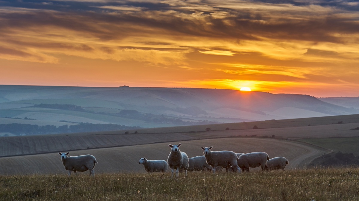 Sheep grazing the South Downs at sunset